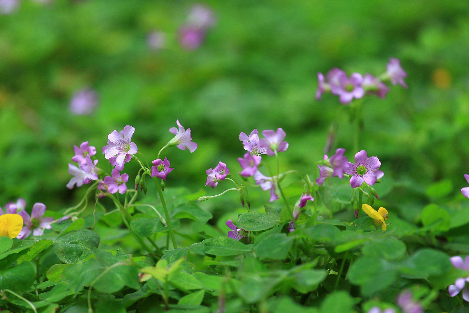 小花的春天